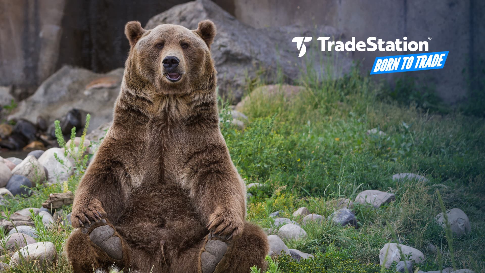 bear_70925538_BTT.jpg