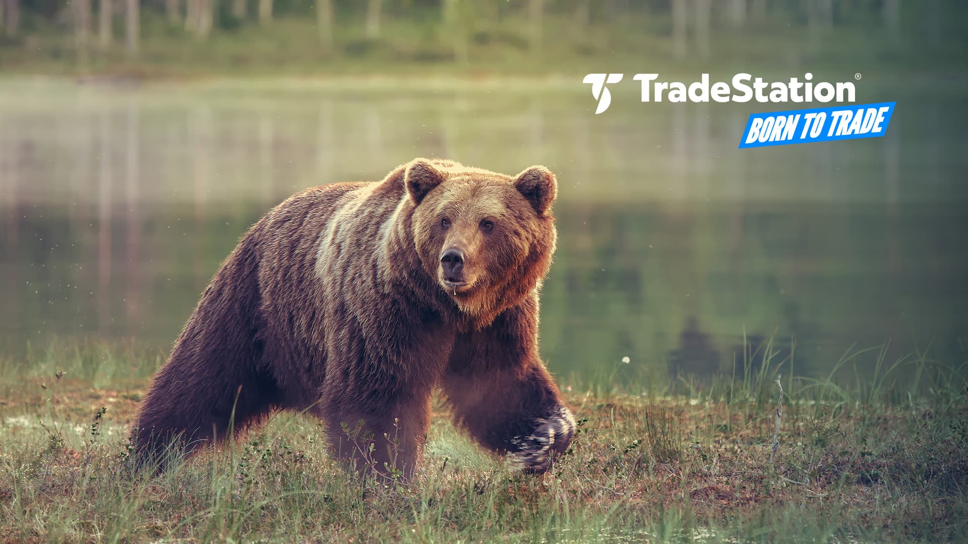 bear_AdobeStock_86585579_BTT.jpg