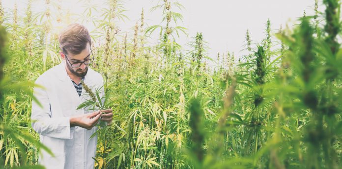 Market High on Aurora Cannabis as Peltz Joins Pot Grower
