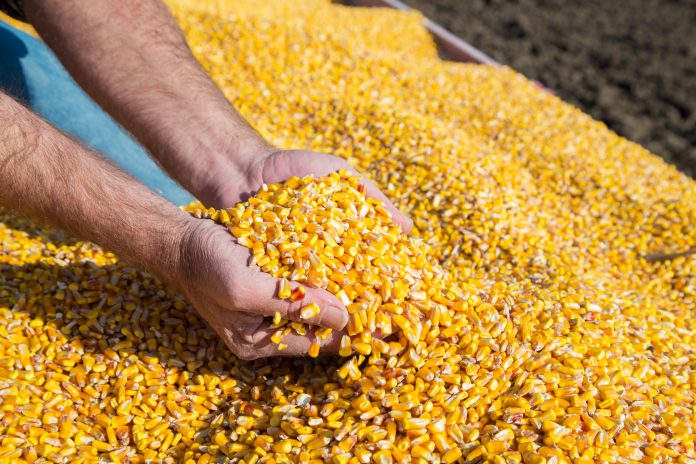 Grains Crash as Corn Has Bumper Crop at a Difficult Time